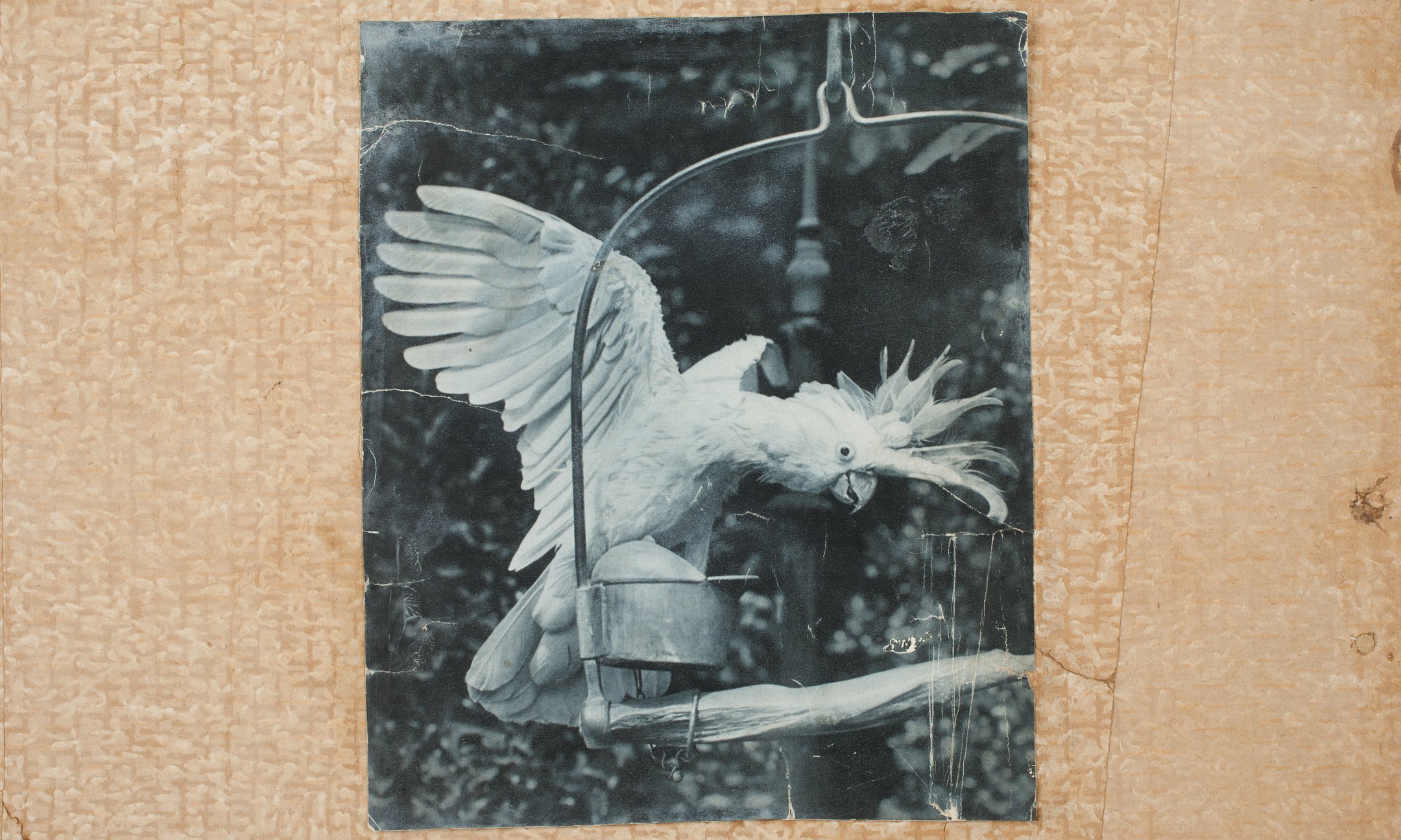 A Cockatoo, possibly in Artis, Amsterdam's zoo. Anne mentions Artis in one of her short stories. Source: unknown.